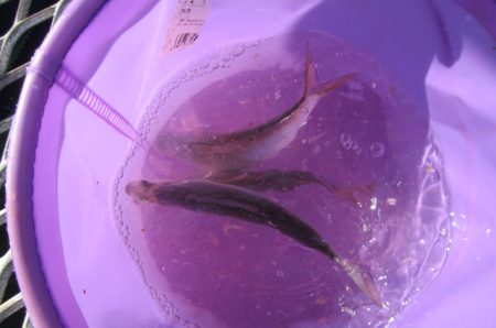 オリジナルメーカー海づり公園(市原市海づり施設) 釣果