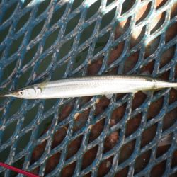 オリジナルメーカー海づり公園(市原市海づり施設) 釣果