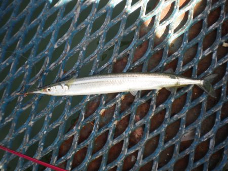 オリジナルメーカー海づり公園(市原市海づり施設) 釣果