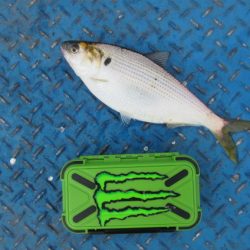 オリジナルメーカー海づり公園(市原市海づり施設) 釣果