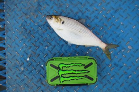 オリジナルメーカー海づり公園(市原市海づり施設) 釣果