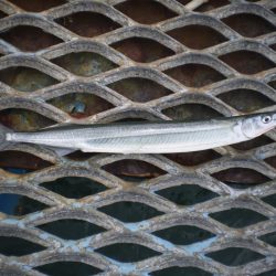 オリジナルメーカー海づり公園(市原市海づり施設) 釣果