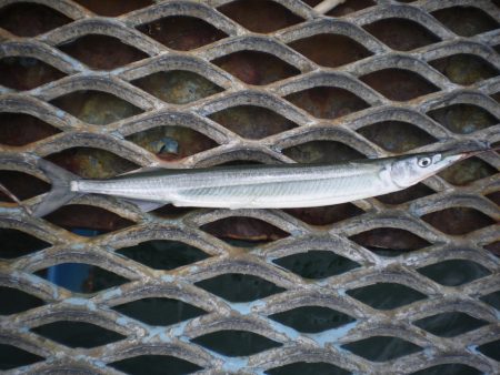 オリジナルメーカー海づり公園(市原市海づり…