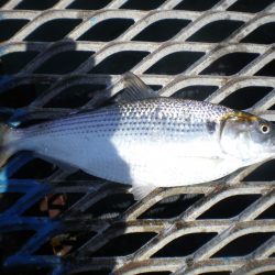 オリジナルメーカー海づり公園(市原市海づり施設) 釣果