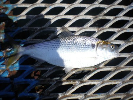 オリジナルメーカー海づり公園(市原市海づり施設) 釣果