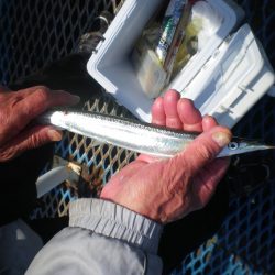 オリジナルメーカー海づり公園(市原市海づり施設) 釣果