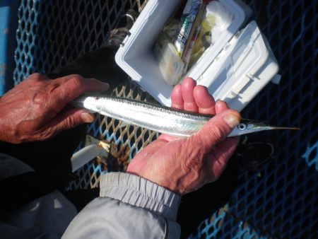 オリジナルメーカー海づり公園(市原市海づり施設) 釣果