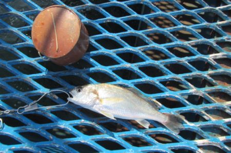 オリジナルメーカー海づり公園(市原市海づり施設) 釣果