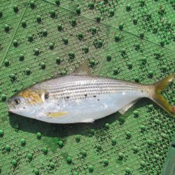 オリジナルメーカー海づり公園(市原市海づり施設) 釣果