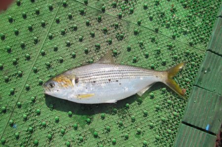 オリジナルメーカー海づり公園(市原市海づり施設) 釣果