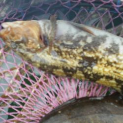 オリジナルメーカー海づり公園(市原市海づり施設) 釣果