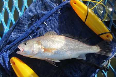 オリジナルメーカー海づり公園(市原市海づり…