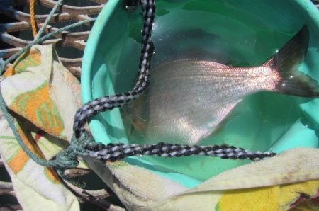 オリジナルメーカー海づり公園(市原市海づり施設) 釣果