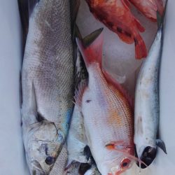 遊漁船 新鋭丸 釣果