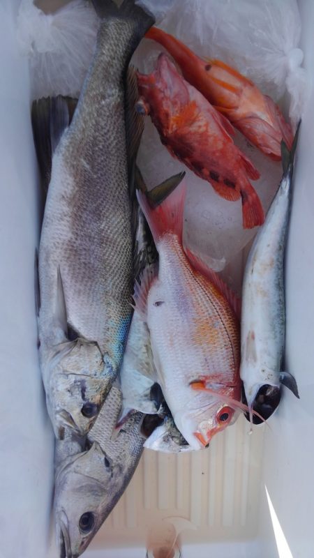 遊漁船 新鋭丸 釣果