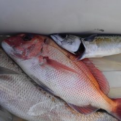 遊漁船 新鋭丸 釣果