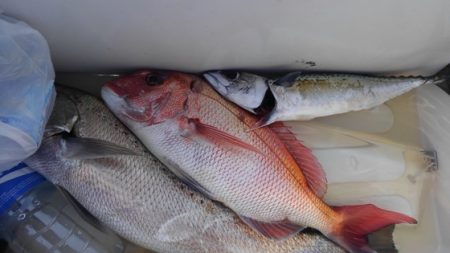 遊漁船 新鋭丸 釣果