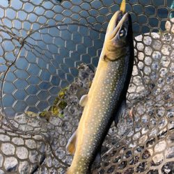 小菅トラウトガーデン 釣果