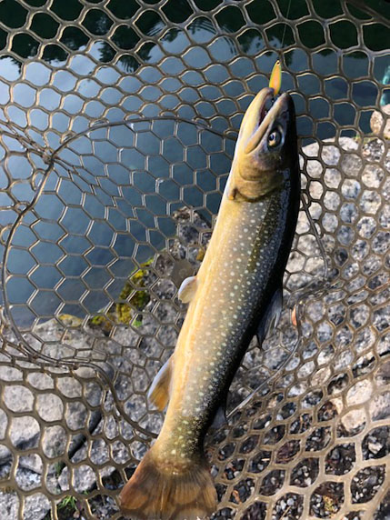 小菅トラウトガーデン 釣果