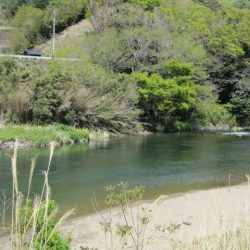 狩野川（狩野川漁業協同組合） 釣果