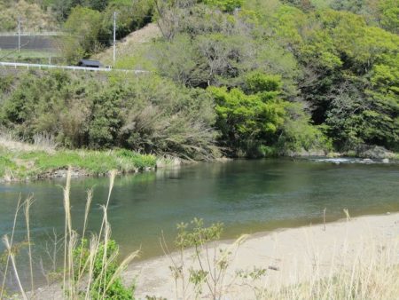 狩野川（狩野川漁業協同組合） 釣果