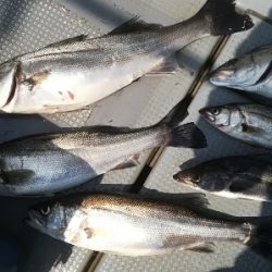 IDATEN(イダテン) 釣果