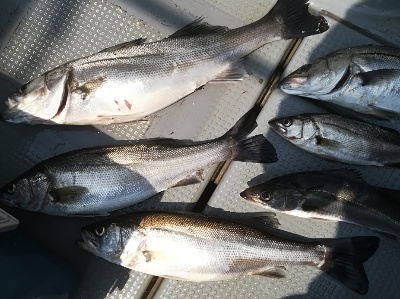 IDATEN(イダテン) 釣果