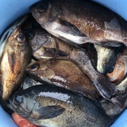 第二辰丸 釣果