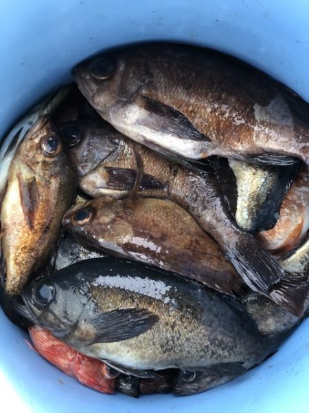 第二辰丸 釣果