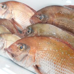 こうゆう丸 釣果