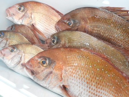 こうゆう丸 釣果