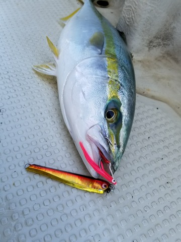 遊漁船　ニライカナイ 釣果