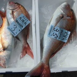 大進丸(新潟) 釣果