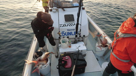 遊漁船ブルーウッズ 釣果