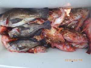 石川丸 釣果