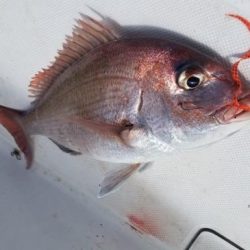 暁〜akatsuki〜 釣果