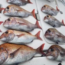 暁〜akatsuki〜 釣果