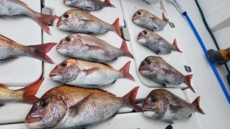 暁〜akatsuki〜 釣果