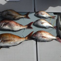 遊漁船 幸友丸 釣果