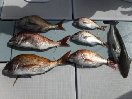 遊漁船 幸友丸 釣果