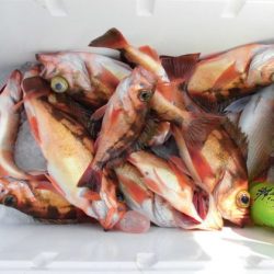 大進丸(新潟) 釣果