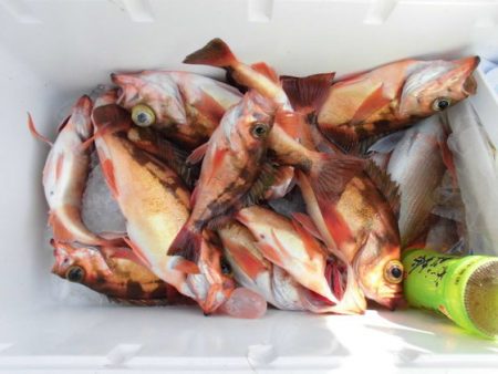 大進丸(新潟) 釣果