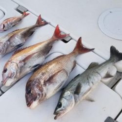 暁〜akatsuki〜 釣果