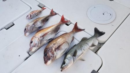 暁〜akatsuki〜 釣果