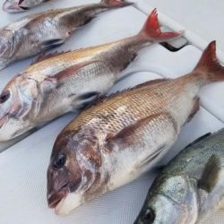 暁〜akatsuki〜 釣果