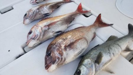 暁〜akatsuki〜 釣果