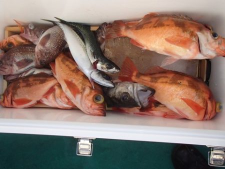 第二むつ漁丸 釣果