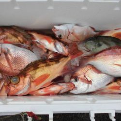 大進丸(新潟) 釣果