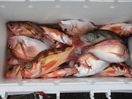 大進丸(新潟) 釣果