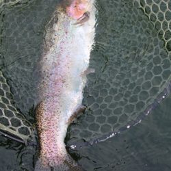 小菅トラウトガーデン 釣果